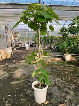 61TXN+ght2L._AC_UF350,